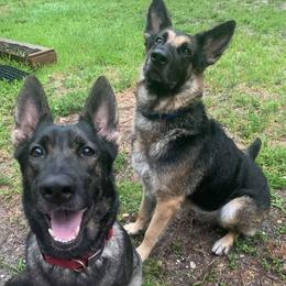 German Shepherds from AKC German Shepherd Puppies