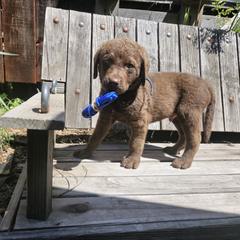 Boy 1 - Chesapeake Bay Retriever puppy in Merlin, Oregon from Creekside Chesapeakes