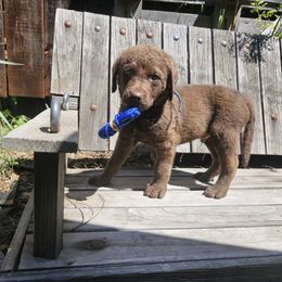 Boy 1 - Chesapeake Bay Retriever puppy in Merlin, Oregon from Creekside Chesapeakes