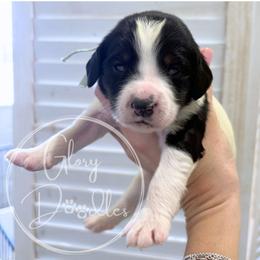 Aqua - Tri-color female Bernedoodle puppy in Rockwall, Texas from Glory Doodles