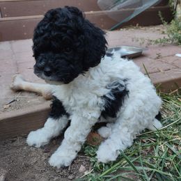Chloe - Parti female Poodle puppy in Kaysville, Utah from Ray Poodles