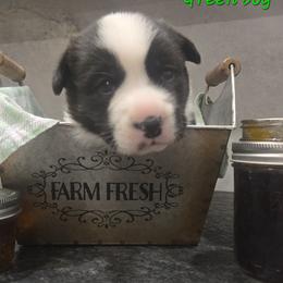 Green - Black and white male Cardigan Welsh Corgi puppy in Lynchburg, Ohio from Old Iron Farm