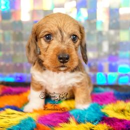 Tigger - Dapple male Dachshund puppy in Mc Neil, Arkansas from Shining A Lowriders & Co.