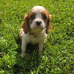 Lilly - Blenheim female Cavalier King Charles Spaniel puppy in Pennsylvania from Julie's Cavalier King Charles Spaniels