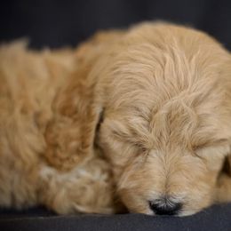 Goldendoodles from Allthepoodle