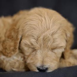 Goldendoodles from Allthepoodle