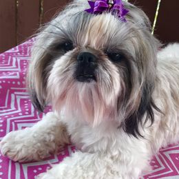 Shih Tzu All Grown Up from AKC Shih Tzu of California