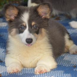 Steel - Fluffy - Gray and white male American Corgi puppy in Lithia, Florida from Diamondcrest Inc