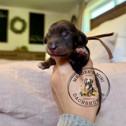 Brown Collar - Chocolate and cream female Dachshund puppy in Beaver, Pennsylvania from Meaden’s Mini Dachshunds