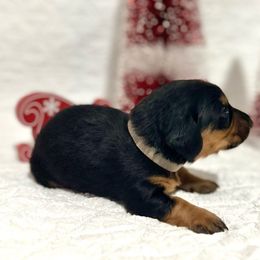 Boy Grey - Black and tan Dachshund puppy in Modesto, California from Lola’s Doxies
