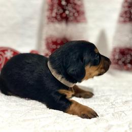 Boy Grey - Black and tan Dachshund puppy in Modesto, California from Lola’s Doxies
