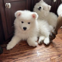 American Eskimo Dog Puppies from Northland Sky Eskies