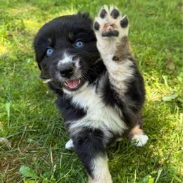 Mango - Black tri-color male Australian Shepherd puppy in Tuftonboro, New Hampshire from Aussies Edge Farm