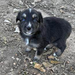Harper - Black tri-color female Australian Shepherd puppy in Mount Vernon, Texas from RJ's Aussie Posse
