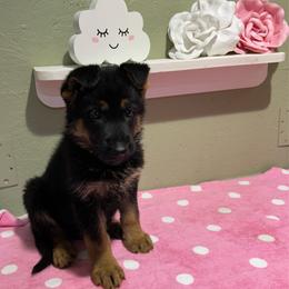 Harper - Black and tan female German Shepherd puppy in Stanardsville, Virginia from Majestic K9 LLC