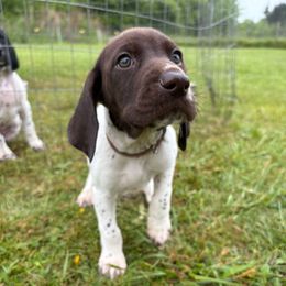 Brown Collar Female - Liver and white female German Shorthaired Pointer puppy in Onalaska, Washington from Boonies Farms