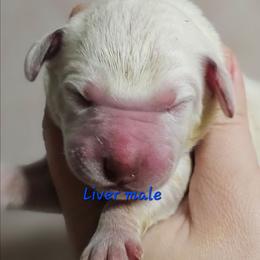 Blue - White and liver brown male Dalmatian puppy in Conrath, Wisconsin from JSF Dalmatians LLC