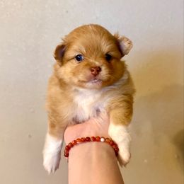 Sally - Chocolate merle female Pomeranian puppy in Stroud, Oklahoma from Laik’s Little Shihtz & Poms