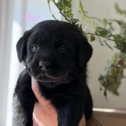 Skye - Black female Labrador Retriever puppy in Tomahawk, Wisconsin from Mahner Labs