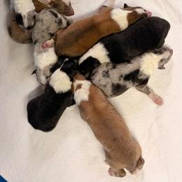 Blue Merle 1 - Blue merle white and tan female Collie puppy in Honaker, Virginia from KLW Farm