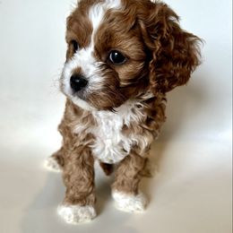 Red - Red female Cavapoo puppy in Vineyard, Utah from Pitter Patter Puppies