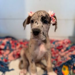 Jaime - Merle female Great Dane puppy in Hutchinson, Kansas from Dappled Danes