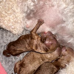 Goldendoodle Puppies from Miss Cindy’s Doodles