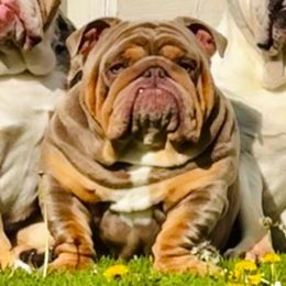 Gunner - Bulldog