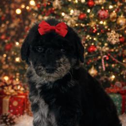 Annabelle - Merle female Goldendoodle puppy in Fairmount, Georgia from Muscadine Meadows Farm