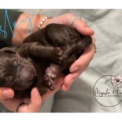 Double Doodle Puppies from Magnolia & Finn Doodles