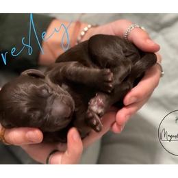 Double Doodle Puppies from Magnolia & Finn Doodles
