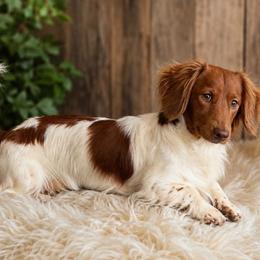 Henry - Dachshund