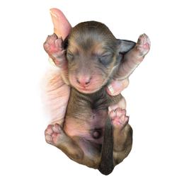 Shaded cream Male - Cream male Dachshund puppy in Medina, Ohio from STORIED DOXIES