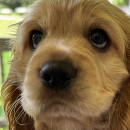 Cocker Spaniels from penny Powell