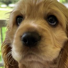 Cocker Spaniels from penny Powell
