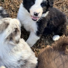Theo - Black and white male Border Collie puppy in Cedartown, Georgia from Ferguson Border Collies