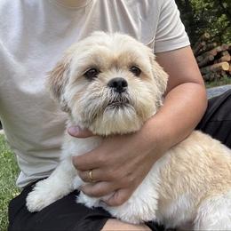 Dusty - Shih Tzu