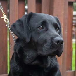 Summer - Labrador Retriever