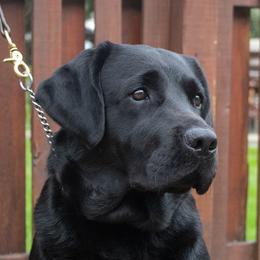 Summer - Labrador Retriever