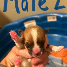 Boy 2 - Red male Pembroke Welsh Corgi puppy in Wellfleet, Nebraska from RK Corgis