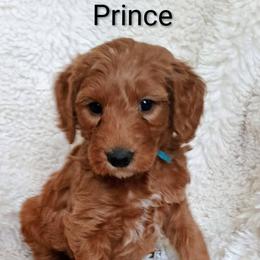 Prince - Red  male Goldendoodle puppy in Marion County, Ohio from Hatten Homestead Kennels