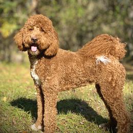 Olivia  - Goldendoodle
