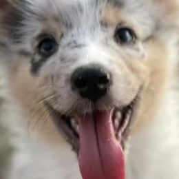 Australian Shepherds from Meraki Australian Shepherds