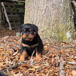 Rottweiler Puppies from Bronx Von Bridges Rottweilers