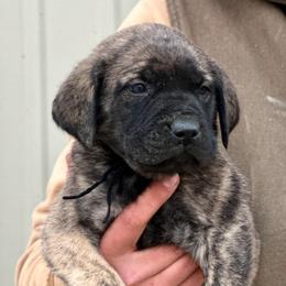 April - Brindle female Mastiff puppy in Wewoka, Oklahoma from P Diamond Mastiffs