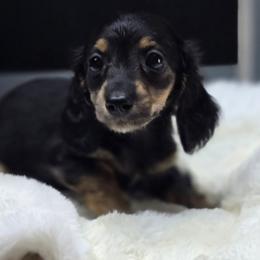 Bella - Black and tan female Dachshund puppy in Mcminnville, Tennessee from Red Barn Farms Minis