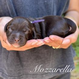 Mozarella - Chocolate female Australian Labradoodle puppy in Morgan Hill, California from Loving Labradoodles