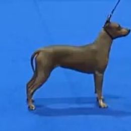 Cinder - American Hairless Terrier