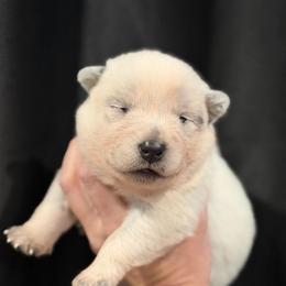 Goose - Blue speckled female Australian Cattle Dog puppy in Rosharon, Texas from 4Surge Cattle Dogs