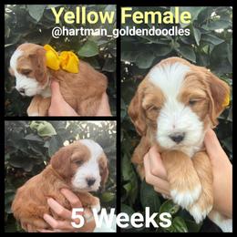 Yellow - Apricot female Goldendoodle puppy in Upland, California from Hartman Goldendoodles